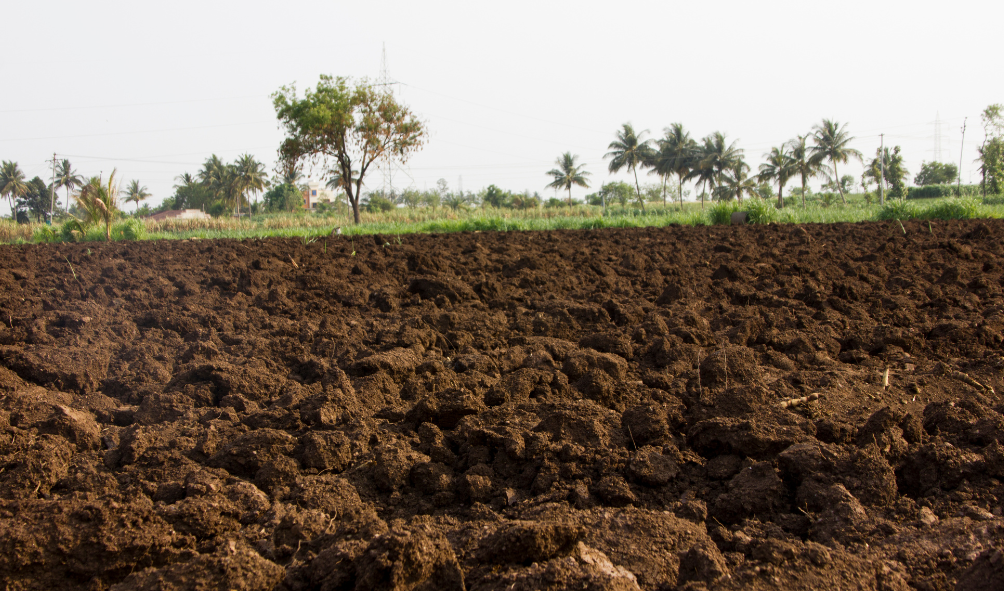 Soil Nutrition Management